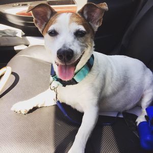 Meet your Posher, Grace